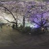 夜桜VR 2017年舞鶴公園